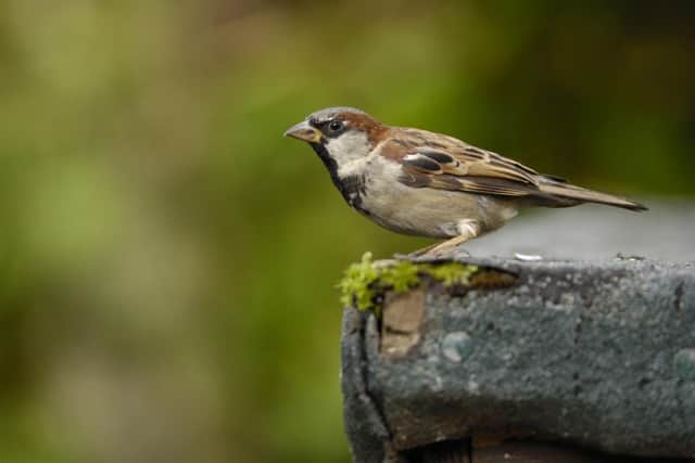 House sparrow. Picture: Ray Kennedy
