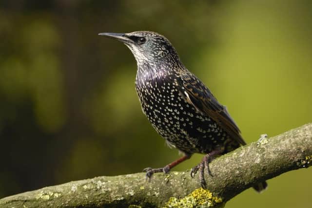 Starling. Picture: Ray Kennedy
