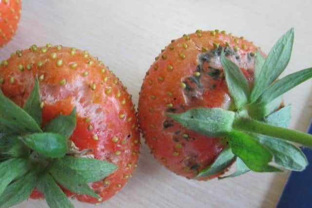 Strawberries showing skin splitting symptoms due to excess calcium in their feed