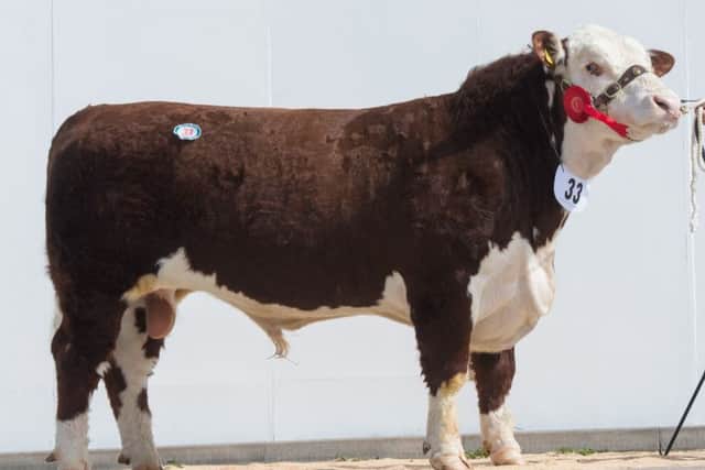 Lot 33 Solpoll 1 Lawyer from J and W McMordie sold for 8000gns