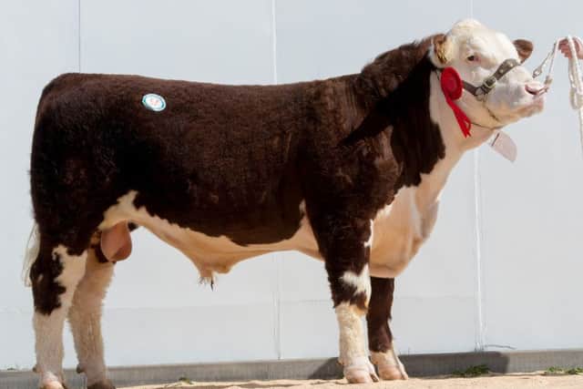 Lot 57 Solpoll 1 Milkyway from J and W McMordie sold for 8,400gns
