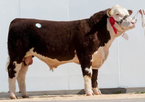Lot 57 Solpoll 1 Milkyway from J and W McMordie sold for 8,400gns