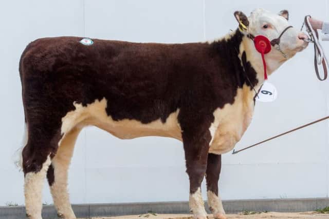 Solpoll 1 Starlet M8 by Solpoll 1 Dynamite sold for 5,500gns