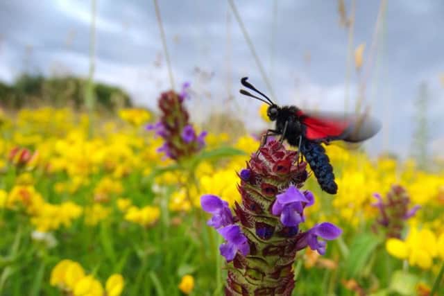 Six spot burnet moth flutters on self heal in a wildflower meadow.