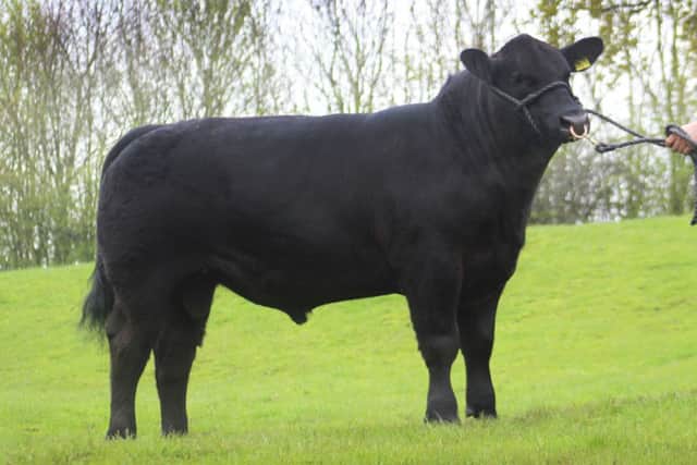 Oakchurch Dracula R125, sold for 3900gns, having stood reserve male and reserve overall champion