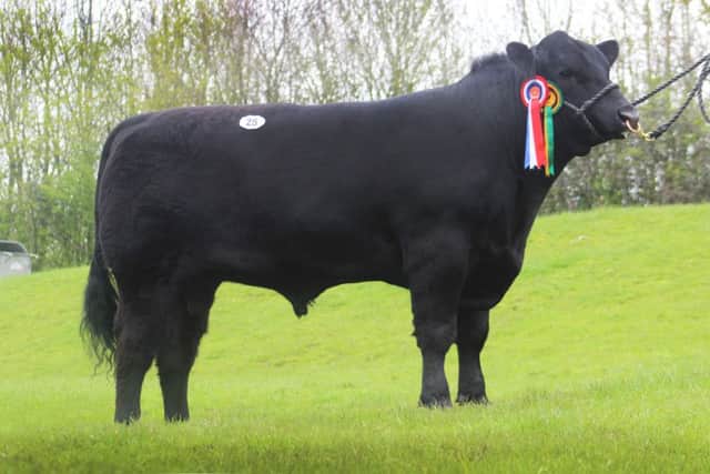 Oakchurch Dreadnought P186, male and overall champion, sold for 3300gns
