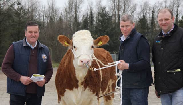 Discussing plans for the NI Simmental Club's Woodcraft Kitchen (Kilrea) Junior Heifer Derby are, from left: Robin Boyd, County Antrim Agricutural Association; sponsor Eamon McCloskey; and club chairman Matthew Cunning.