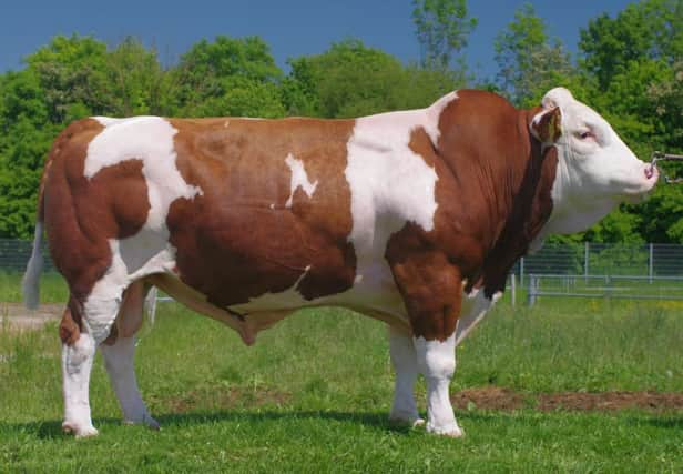 Bayern Genetik's number two TMI Fleckvieh sire Reumut boasts +840 kilos of milk, fat +0.01%, protein +0.01%, beef index 110, and udder score 121.
