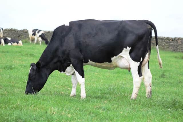 Catlane Chad daughter, Roydmoor Sophie 5 in first lactation