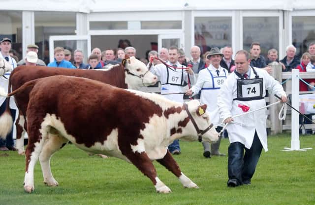 Thousands to flock to agricultural extravaganza for the first of the three day show at Balmoral Park outside Lisburn.

Picture by Jonathan Porter/PressEye