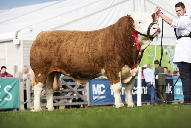 First prize senior bull was Kilbride Farm Enty owned by Mike Frazer, Ballyclare. Picture:MacGregor Photography