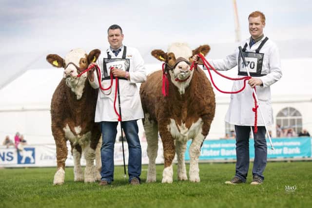 The qualifiers for the Ivomec Super Simmental Pair of the Year competition were Lisglass Fabulous and Lisglass Felicity owned by Leslie and Christopher Weatherup. Picture:MacGregor Photography