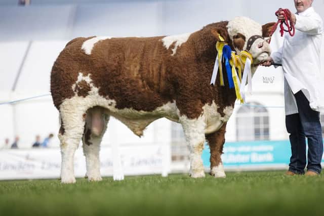 The reserve male championship went to Bridgewater Farm Gilroy bred by Nigel Glasgow, Cookstown. Picture: MacGregor Photography