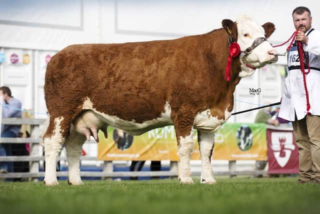 Best cow with calf at foot was Ballinlare Farm Allegra exhibited by Alan Wilson, Newry. Picture: MacGregor Photography