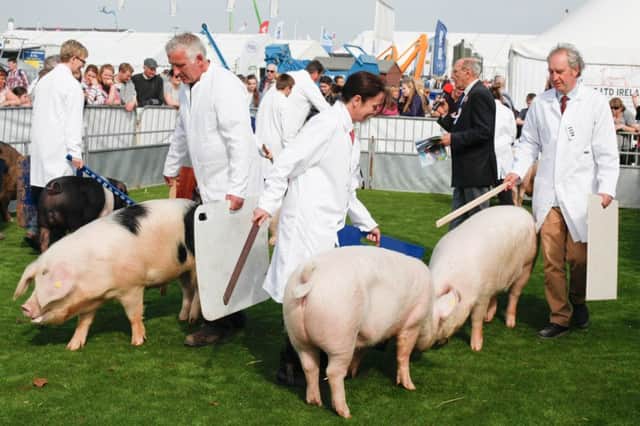 Judging underway in the Pig Championships at the Balmoral Show.