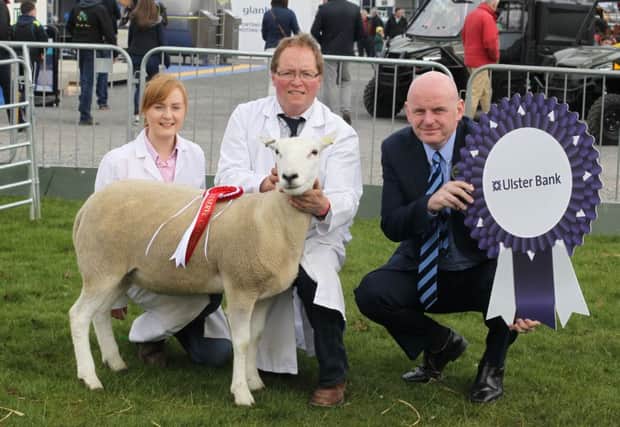 Reserve champion Lleyn went to the Kennedy family with Aidan McGrath from Ulster Bank pictured at Balmoral Show. Picture Kevin McAuley/McAULEY MULTIMEDIA