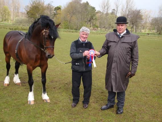 Budore Joseph, 1st Welsh Section D and Welsh In-Hand Champion