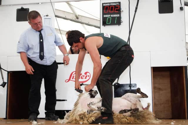 Jack Robinson, Claudy the winner of the Zoetis sponsored Royal Ulster National Sheep Shearing Championship Final at Balmoral Show. Photograph: Columba O'Hare