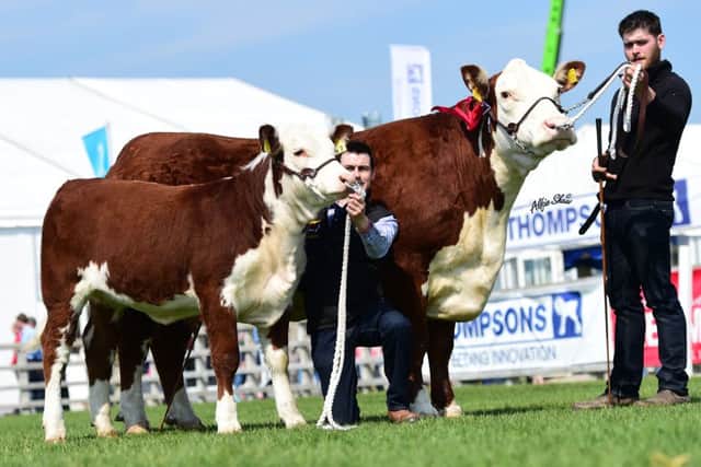 "Solpoll 1 Pansy C4" stood top of the class in the Hereford cow class for J & W McMordie.