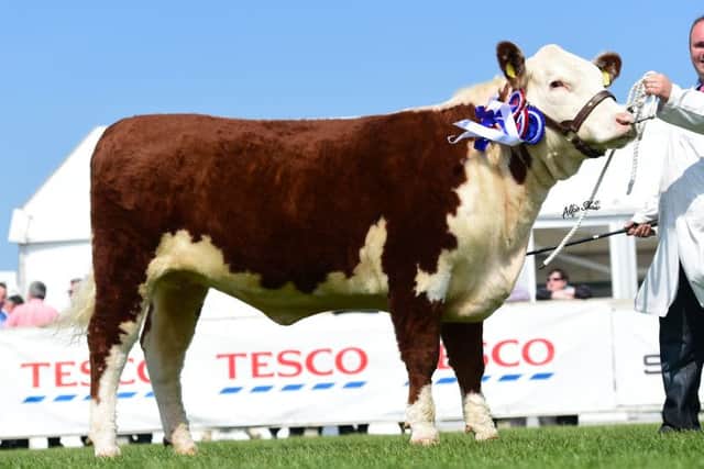 Paul & Wendy Beatty won the Supreme Championship with their homebred two year old heifer "Tirelugan Lilly".