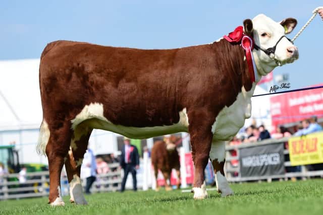 JE, RI & W Haire were awarded the red ticket in a very strong class of yearling heifers with "Dorepoll 1 Catalina 641" who also secured Reserve Junior Champion.