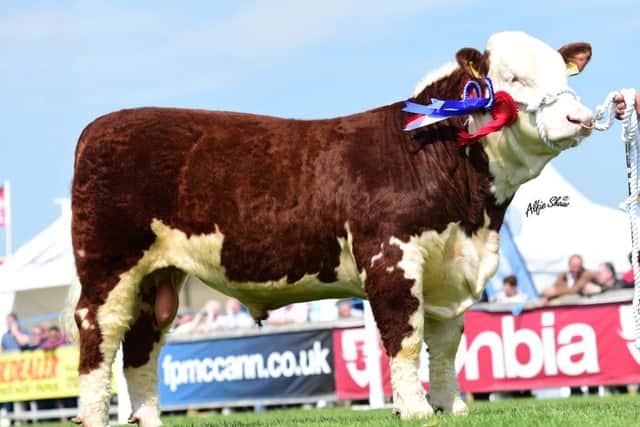 "Dominarigle 1 Prince 658" was leader of the yearling bull class and Junior Champion for Mrs Jacqueline Martin, Saintfield.