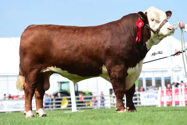 The Haire Family were placed first in the senior bull class with "Dorepoll 1 579 Knight Hawk".