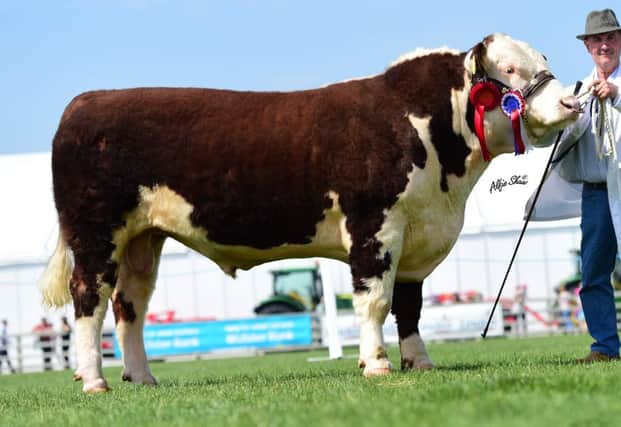 C & M Beatty were Male Champion with their two year old stock bull "Solpoll 1 Line Ranger".
