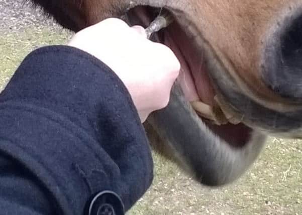 New test for Equine Tapeworm will be demonstrated at the event, along with other advances in industry.