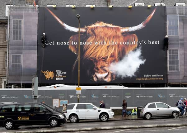 The finishing touches are made to a giant Royal Highland Show poster, complete with steam coming from 'Morag'Â the highland cow's nostrils, which has just been unveiled at the top of Edinburgh's Leith Walk.