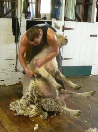 Matt Smith, sheep shearing