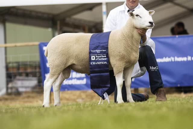 The 2016 Lleyn Sheep section will enjoy the highest entry numbers in 5 years, along with Rouge and Ryeland categories.
