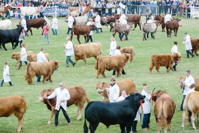 The spectacular Grand Parade showcases the very best of the county's livestock.