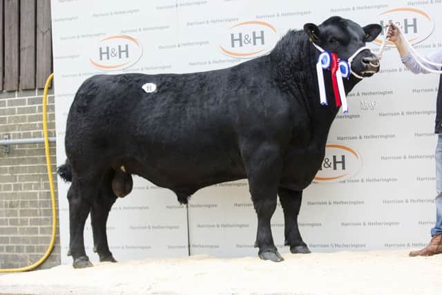 Selling for 7800gns was the reserve senior champion, Carruthers Eric Thestar P569, from Messrs Graham.