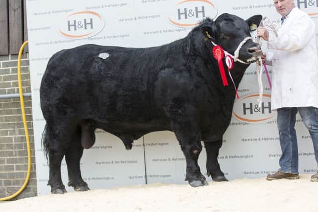 The junior champion from Alasdair Houston, Gretnahouse Kind Lad P741, sold for 7000gns.