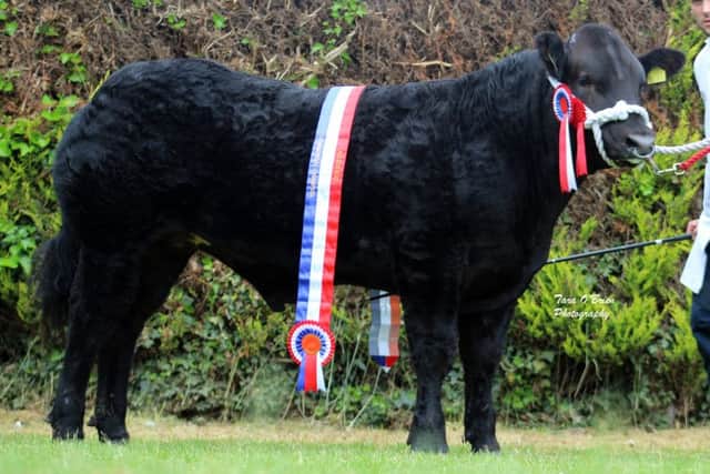 Commercial Champion at Lurgan show 'Kingsman' exhibited by The Williamson Family, Benburb.