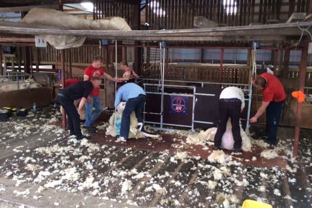 Young sheep shearers hard at work under the watchful eye of trainers from the British Wool Board.
