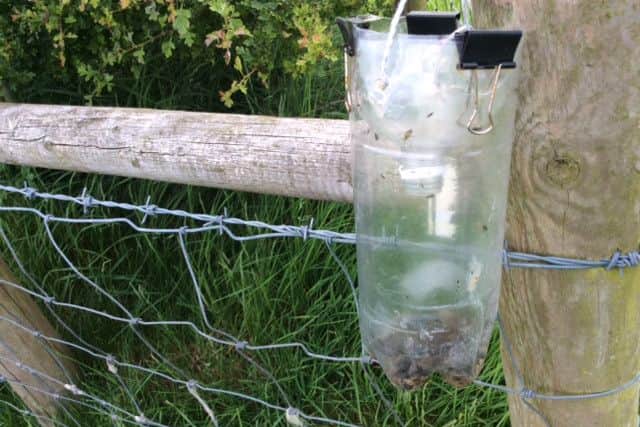 Numbers and species of flies in the traps are increasing