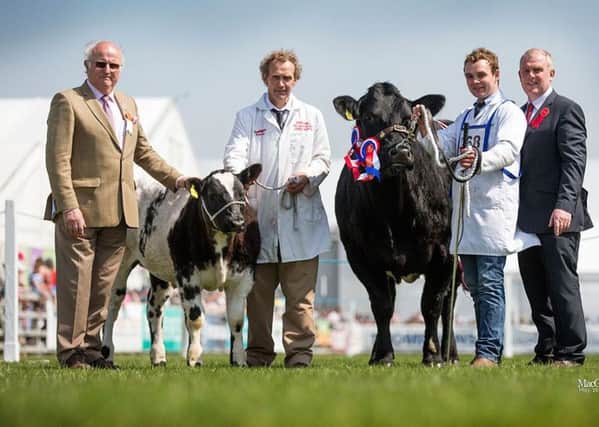 Springhill Golden Girl with Springhill Leo at foot making history at Balmoral 2016 with the very first Royal Ulster British Blue Inter Breed Champion. A proud moment for James and Sam Martin seen here with breed steward Conn Williamson, a former British Blue Cattle Society President and, right, judge Arwel Owen from Welshpool. Photograph by Catherine MacGregor.