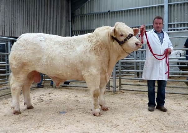 Fury Link made top price of the day at 3,100 gns at Ballymena Charolais Club sale
