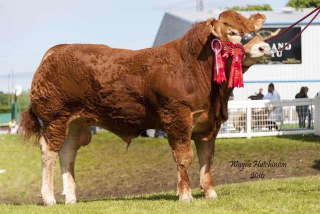 Grahams Lorenzo - Res Jun and Res Overall Male Champion and also M&S Beef Breeder Champion