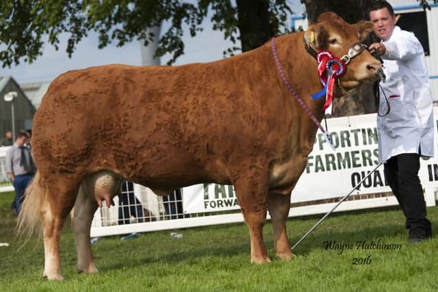 WhinfellparkGlittered - Champion female and overall champion and Interbreed reserve Champion