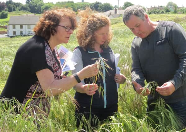 Pictured (left to right) is Dr Lisa Black (AFBI) Aveen McMullan (CAFRE) Crops Development Advisor met with local farmer to examine concerns of brome grass to determine species.