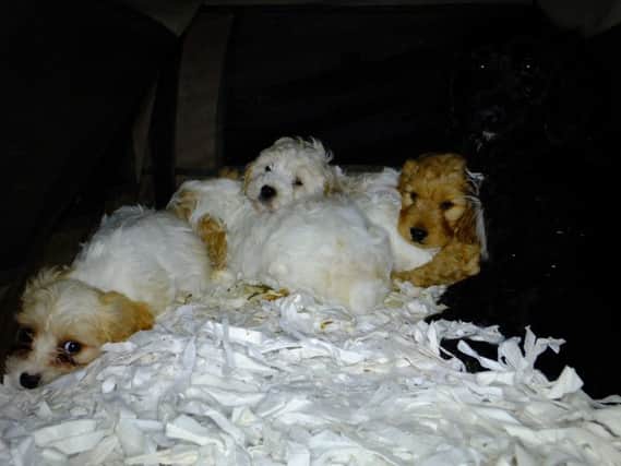 Some of the puppies which were seized