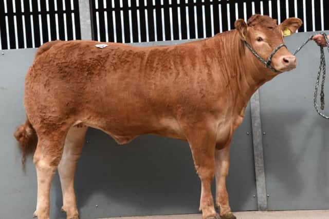 Dinmore Lannelle selling for 16,000gns.