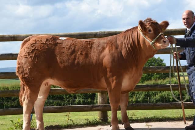 Dinmore Latena selling for 8,000gns.