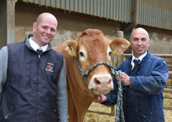 Paul Dawes, owner of Dinmore Limousin, with herd manager Richard Bartle.