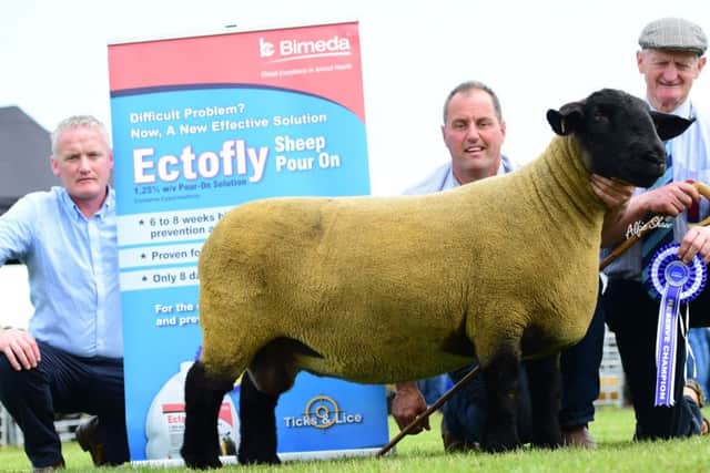 First prize aged ewe, female champion and reserve champion from Patrick Donnelly, Kevin McAnenly, Bimeda, and judge James Young