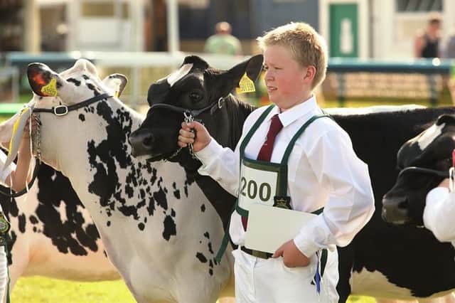 A young competitor in the dairy handlers class at the 2015 Great Yorkshire Show