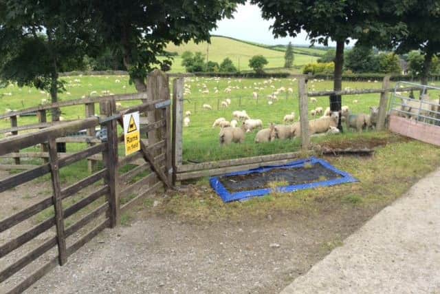 These weaned lambs are separated into 3 batches, breeding ewe lambs, possible breeding rams and ewe lambs for sale.